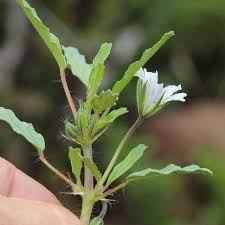 Image result for Monsonia angustifolia