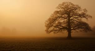 You Could Be the Strongest Oak Tree | Royce Harrell via Relatably.com