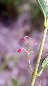 Image result for Tacazzea