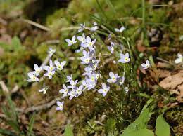Gif animation of beautiful flowers. Field Biology In Southeastern Ohio Early Spring Wildflowers