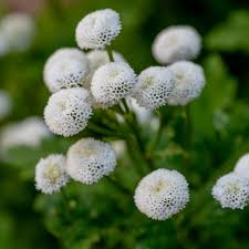 Image result for Matricaria