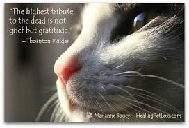 How to help a grieving cat. Creating A Bridge To A Pet In The Afterlife Pet Grief Cats Pets