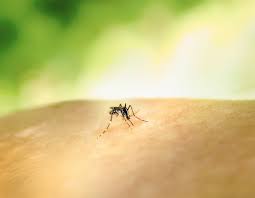 Image result for Dengue
