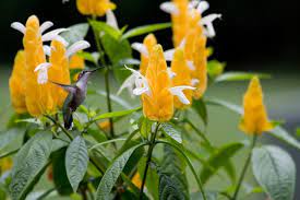 These blue dreams have been selectively homebred by us for years. Yellow Shrimp Plant Lights Up The Backyard Steemit