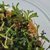 Image result for Crepidomanes frappieri