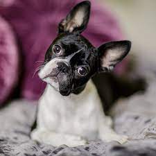 It's common to find these dogs crossed with a variety of breeds including pomeranians, beagles, poodles, miniature pinschers, and many more. Boston Terrier Puppies For Sale Breeders In California