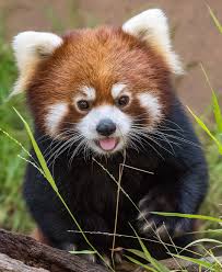 Red Panda Red Panda Cute Baby Animals Cute Animals