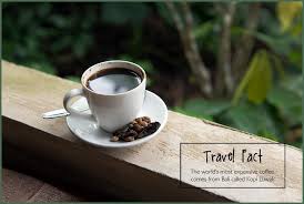 Civet coffee is also known as the most expensive coffee in the world's most rarest brew ☕️ authentic and organic premium civet coffee from kalinga philippines 09232029729. Agape2travel Llc Jessie Banks 630 346 5173 Https Ecs Page Link Jmgr Travel Facts Travel Philippines Travel