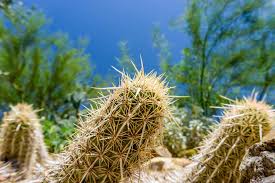 They are the largest cactus in the united states. 10 Coolest Cacti On Earth