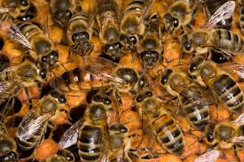 Geriatric) appeal, and neither is a immediate. Find Out What Happens When A Queen Bee Dies