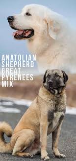 The anatolian shepherd is perhaps one of the oldest dog breeds of all time, and yet is still one of the most unheard of. Anatolian Shepherd Great Pyrenees Mix Is This Cross Right For You