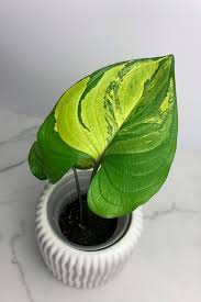 Image result for Cyanastrum