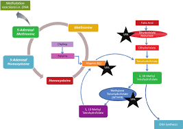 The Proposed Mechanism Of Action Of Vpa On The Folate Metabolism Download Scientific Diagram
