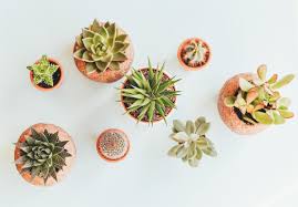 Houseplant watering 101 gives you a general idea. How Often Should You Water Your Plants