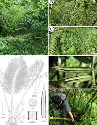 Image result for Marattiaceae