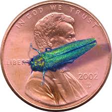 Maybe you would like to learn more about one of these? Emerald Ash Borer Makes A Move Insects In The City