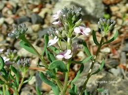 We did not find results for: Brassicaceae C Mag Angelika Ficenc Pflanzenwelten Angelika Ficenc