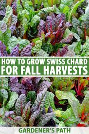 To freeze swiss chard for easy use later on, you must blanch it. When To Plant Swiss Chard For Autumn Harvests Gardener S Path