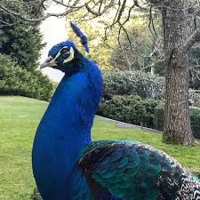 Birds Of A Feather Movie Cast I Don T Mean To Cast Aspersions But This Bird Is A Little Too Full Of Himself Also He S Wondering If It Would Be Worth The Effort To M It Cast Peacock