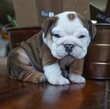 Find an adoption event near you—and find the pet who will steal your. Quality French Bulldog Puppies Hello We Puppies For Sale And Adoption Near Me Facebook