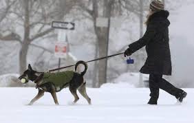 pravila vygula sobak v 2021 godu po zakonu o soderzhanii zhivotnyh yuridicheskie sovety