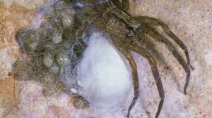 Image result for große winkelspinne biss haut reaktion