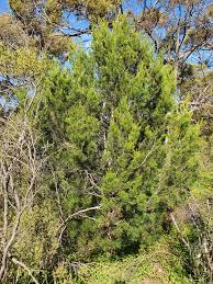 Image result for Callitris