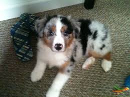 Gage 3 Australian Shepherd Australian Shepherd Animals Corgi