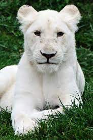 The Animal Kingdom Albino Animals Animals Beautiful Animals
