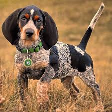 Black And Tan Coonhound Vs Bloodhound Pin On That Darn Coon Dog