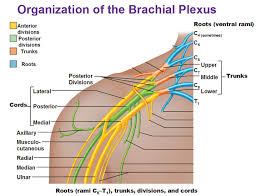 Peripheral Nervous System Spinal Nerves And Plexuses