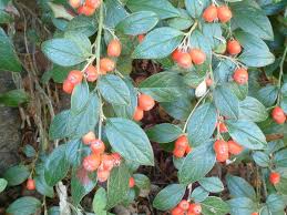 Image result for Cotoneaster franchetii