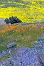Maybe you would like to learn more about one of these? Nature S Tapestry California Wildflowers Paint The Landscape With Vibrant Colors In San Luis Ob Wildflowers Photography California Wildflowers Wild Flowers