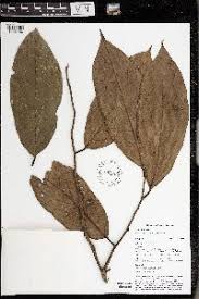 Image result for Monoon