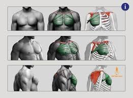 Arm anatomy muscle anatomy anatomy study body anatomy anatomy drawing anatomy art digital sculpting body reference anatomy reference. How To Art Human Muscle Anatomy Anatomy Anatomy Art