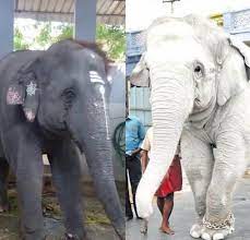 எப்படி இருந்த நான் இப்படி ஆகிட்டேன் பாத்தீங்களா?? என கூறிய யானை !! - EnewZ  - Tamil
