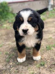 I am a breeder of golden mountain dogs and bernese mountain dogs. Patch Works Puppies Home