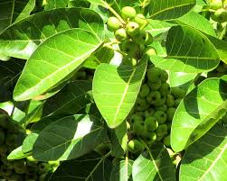 Image result for Ficus trichopoda
