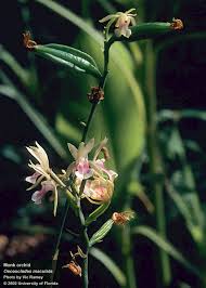 Image result for Oeceoclades maculata