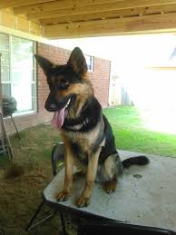 Rex On Training Table Belgian Shepherd German Shepherd Dogs Shepherd Dog