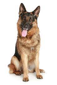 German Shepherd German Shepherd Dogs Shepherd Dog Shepherd Puppies