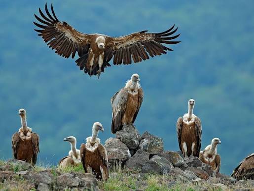 types of bird habitats | Birdfact