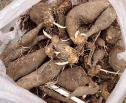 Photography by mimi giboin for gardenista. How To Save Dahlia Tubers How To Store Dahlias In Winter Storage Of Tubers At Home Video Preparing Dahlia For Winter Storage