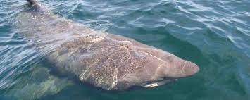 De namen van de verschillende gebouwen. Cap D Agde Un Enorme Requin Pelerin Filme Par Un Plongeur Video