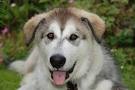 Husky Lab Mix Temperament and Puppy Stages - Lab Husky Mix ...