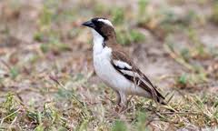 Image result for Pogonospermum divaricatum