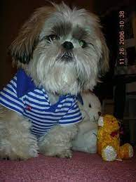 My Shihtzu Named Teddy Doesn T He Look Like An Ewok Here Shih Tzu Dog Daisy Dog Shih Tzu