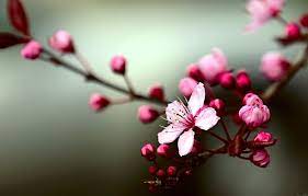 Bunga ini memiliki bentuk dan warna yang indah. Gambar Bunga Sakura Sedang Mekar Bunga Sakura Gambar Bunga Bunga