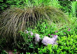 Image result for Carex brassii