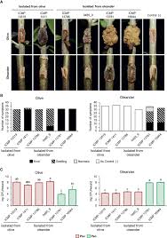 Image result for pseudomonas savastanoi pv nerii oleander symptoms